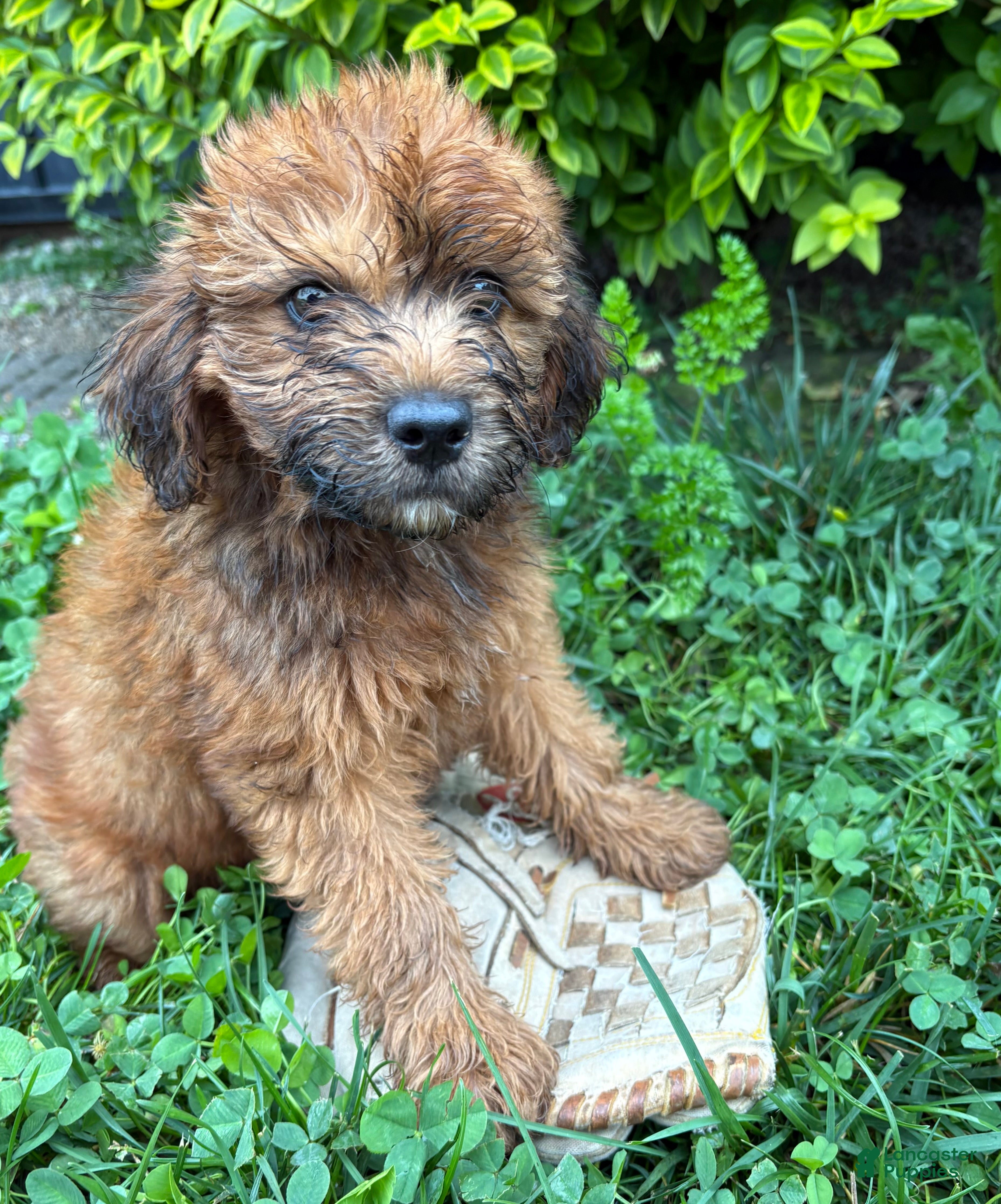 Whoodle dogs Montana - Ad 2