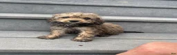 Cavapoo dogs for sale: Scout - Ad 6