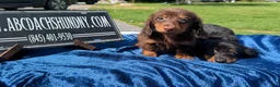 Miniature Dachshund dogs for sale: Miniature Dachshund 2 - Ad 2