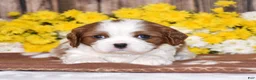 Cavalier King Charles Spaniel dogs for sale: Gracie - Ad 4
