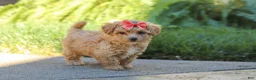 Maltipoo dogs for sale: Posie - Ad 8