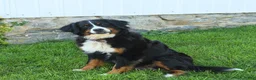 Bernese Mountain Dog dogs for sale: Judy - Ad 4
