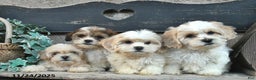 Bichpoo dogs for sale: Dylan  - Ad 5