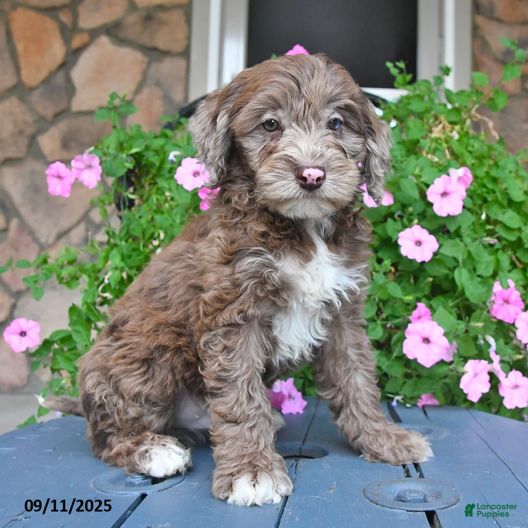 Mixed Breed dogs for sale: Paddington - Ad 3