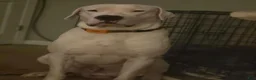 Dogo Argentino dogs for stud: FOR STUD SERVICES  - Ad 12
