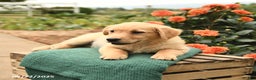 Golden Retriever dogs for sale: Peaches - Ad 6