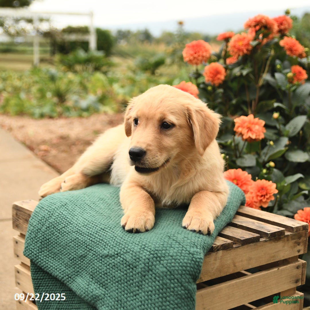 Golden Retriever dogs for sale: Peaches - Ad 6