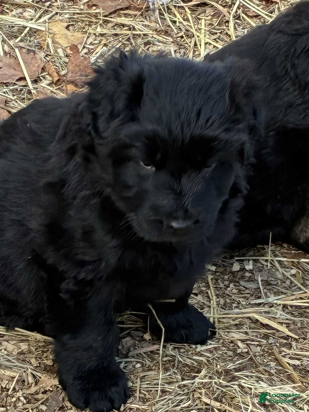 German Shepherd dogs for sale: German Shepherd Puppy 1 - Ad 1