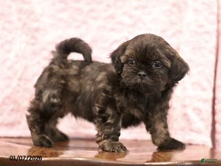 Shih Tzu dogs Evan - Ad 10
