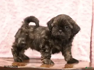 Shih Tzu dogs Evan - Ad 30