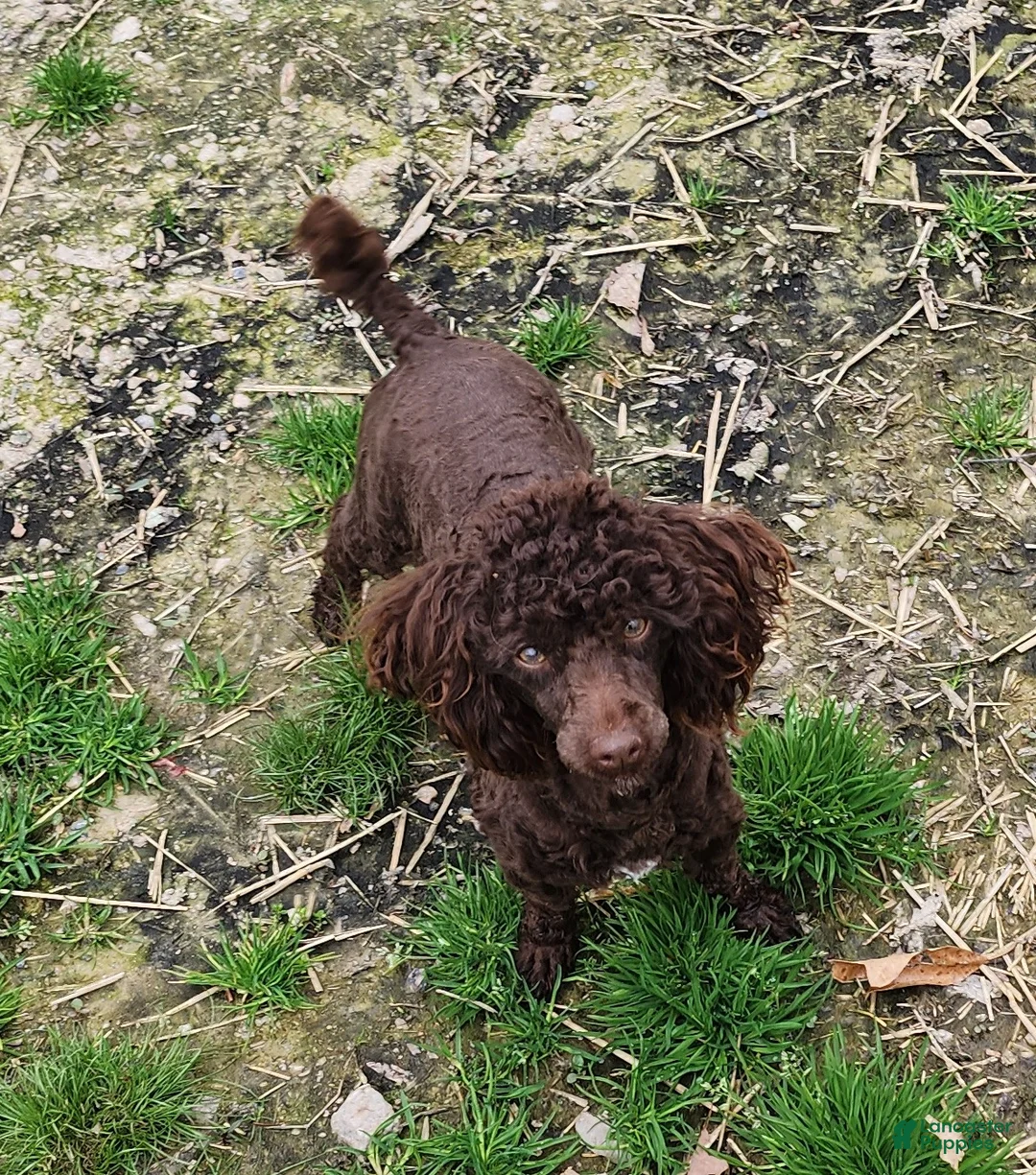 Maltipoo dogs for sale: Irish - Ad 5