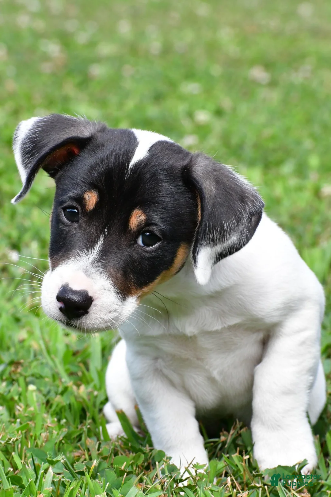 Jack Russell Terrier dogs for sale: Jasper - Ad 2