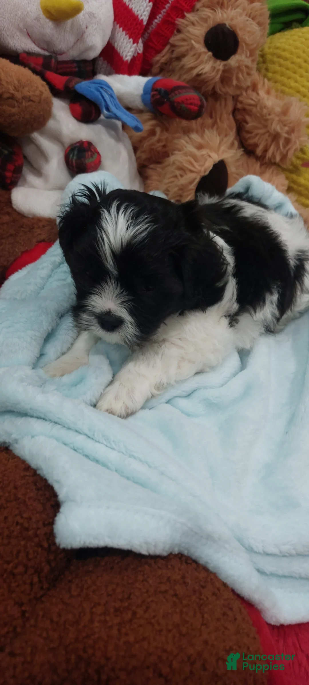 Shih Tzu dogs for sale: Shih Tzu Puppy 6 - Ad 1