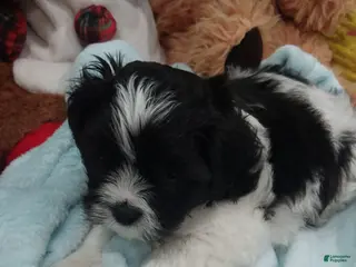 Shih Tzu dogs Shih Tzu Puppy 6 - Ad 8