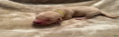 Golden Retriever 4