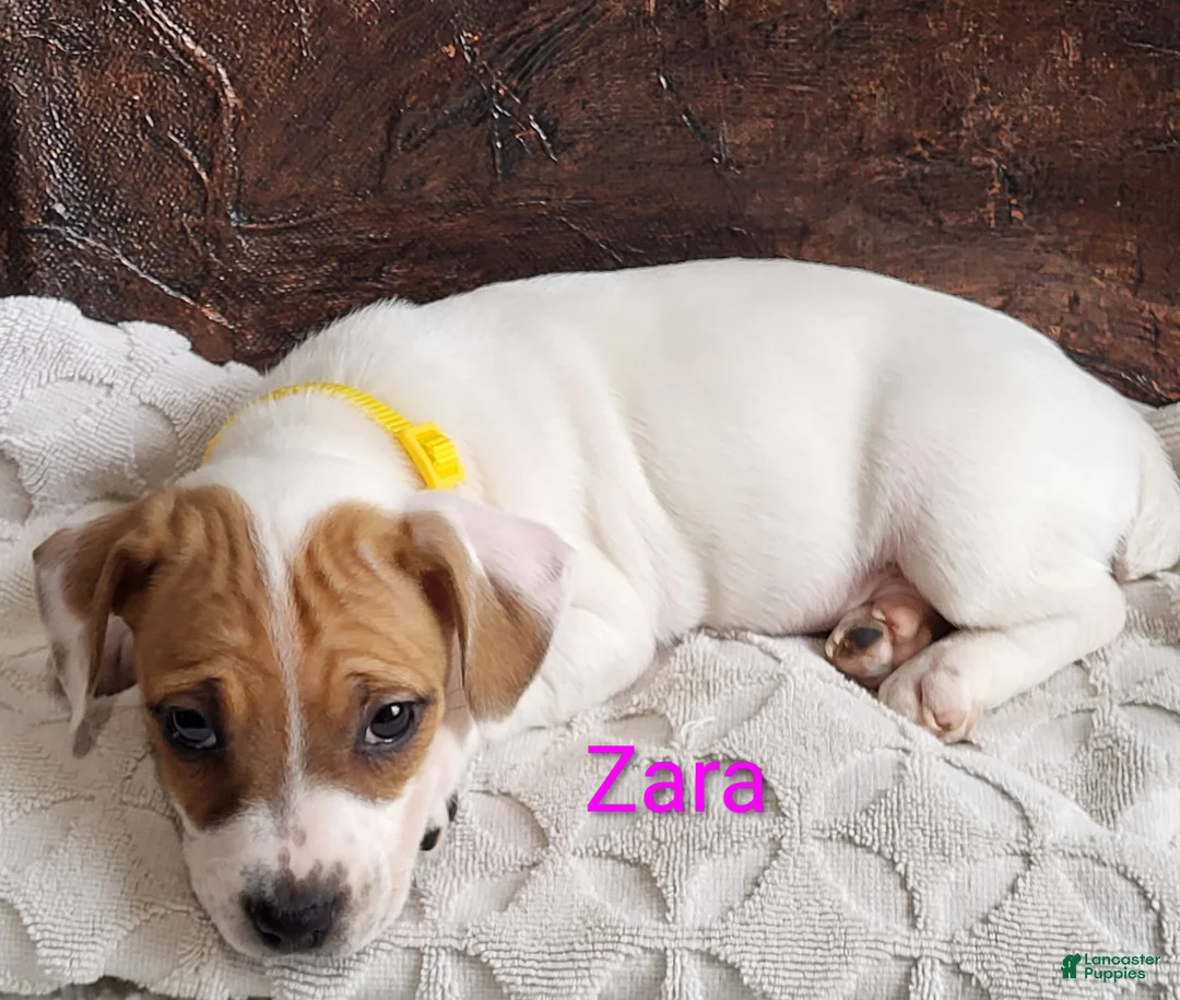 Jack Russell Terrier dogs for sale: Jack Russell Terrier Puppy 3 - Ad 2