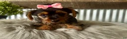 Yorkshire Terrier dogs for sale: Sage - Ad 5