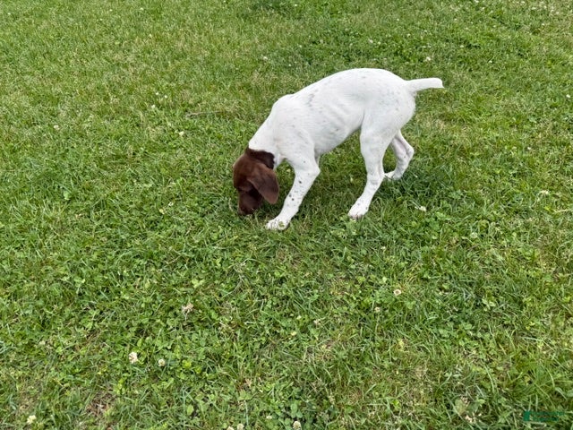 German Shorthaired Pointer dogs Lainey - Ad 2