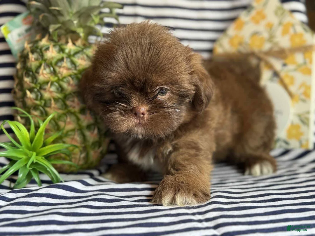 Shih Tzu dogs for sale: Goose - Ad 1