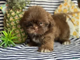 Shih Tzu dogs Goose - Ad 35