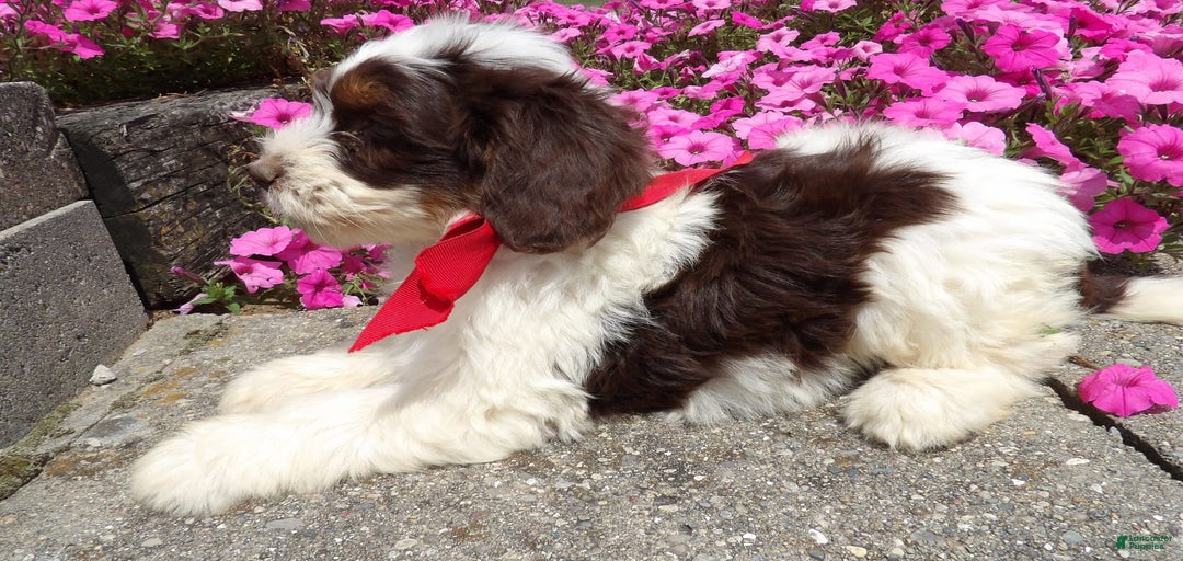 Gallery Image {{count}}