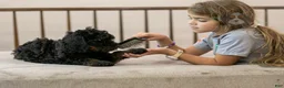 Bernedoodle dogs for sale: Acadia - Ad 26