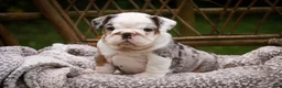 English Bulldog dogs for sale: Tina English Bulldog  - Ad 7