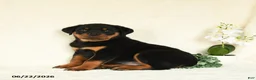Rottweiler dogs for sale: Ace - Ad 2