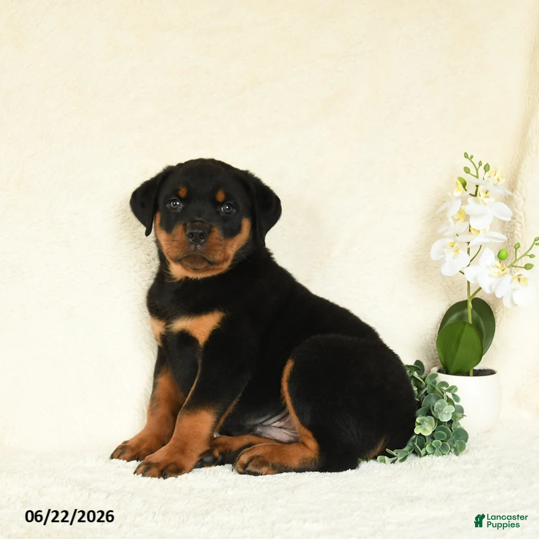 Rottweiler dogs for sale: Ace - Ad 2