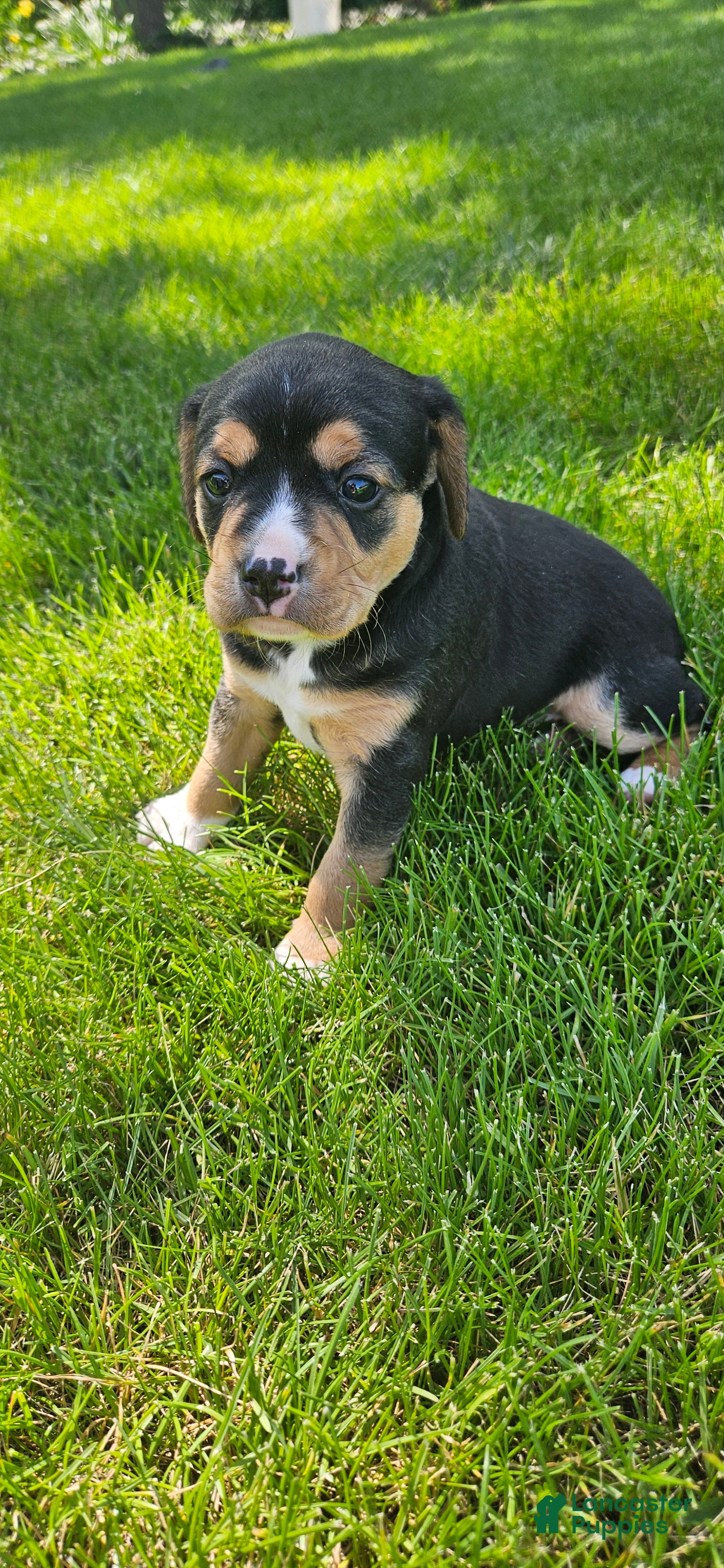 Mixed Breed dogs Blaze - Ad 2