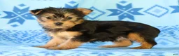 Yorkshire Terrier dogs for sale: Darcy - Ad 7