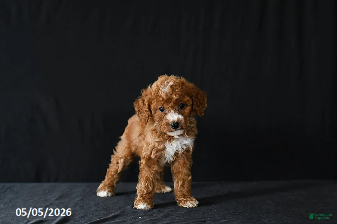 Miniature Poodle dogs for sale: Fiona - Ad 2