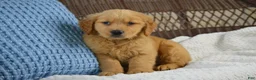 Golden Retriever dogs for sale: Rambo - Ad 1