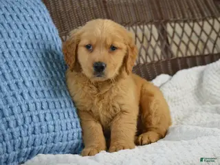 Golden Retriever dogs for sale: Rambo - Ad 2