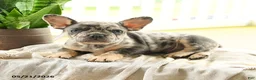French Bulldog dogs for sale: Lester - Ad 2