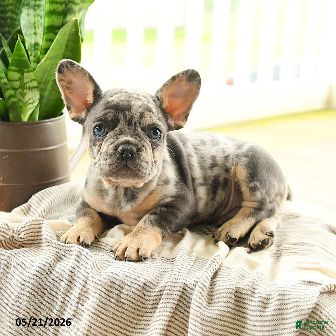French Bulldog dogs for sale: Lester - Ad 2