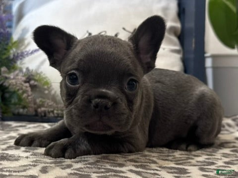 French Bulldog dogs Flynn - Ad 2