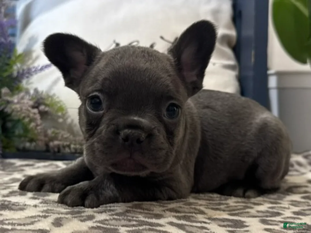 French Bulldog dogs for sale: Flynn - Ad 2