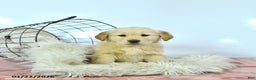 Golden Retriever dogs for sale: Sunnie - Ad 3