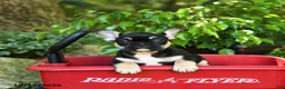 French Bulldog dogs for sale: Chelsey - Ad 4