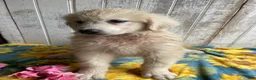 Great Pyrenees dogs for sale: Leo - Ad 4
