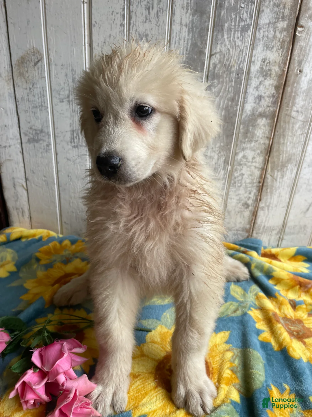 Great Pyrenees dogs for sale: Leo - Ad 4
