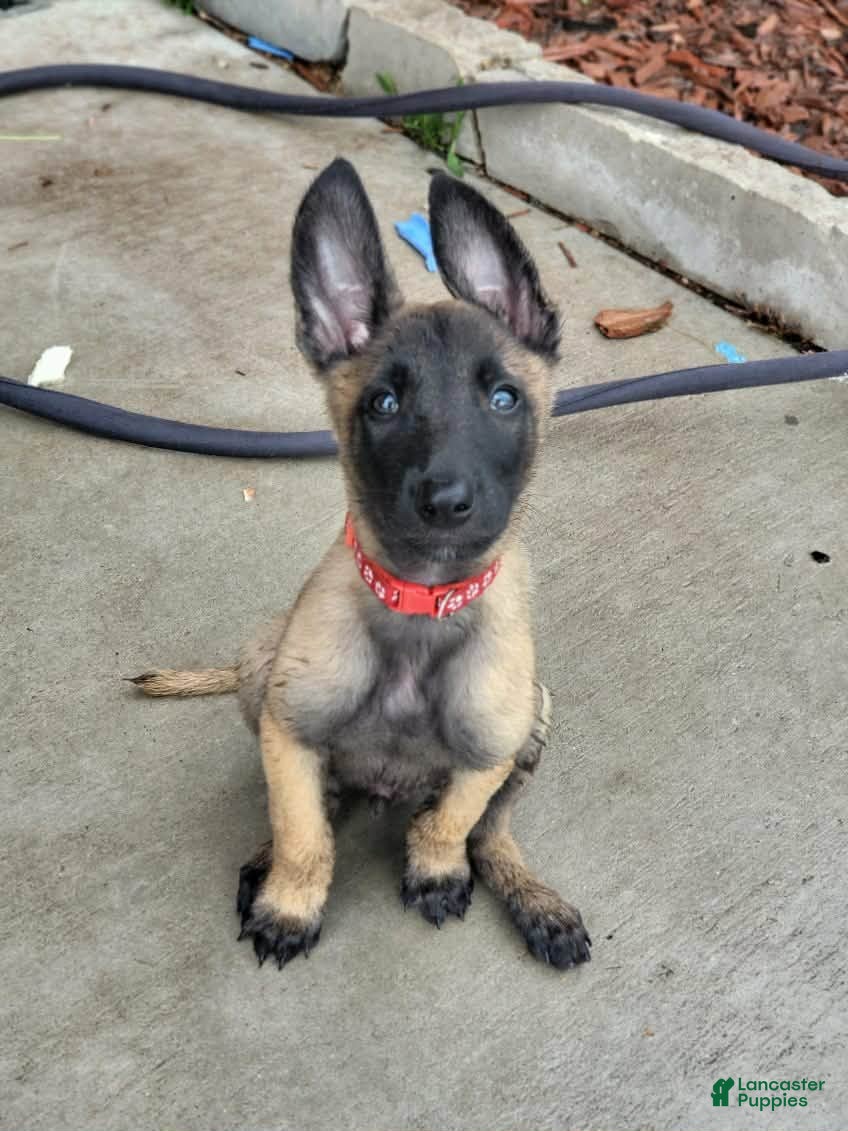 Belgian Malinois dogs Belgian Malinois Puppy 2 - Ad 5
