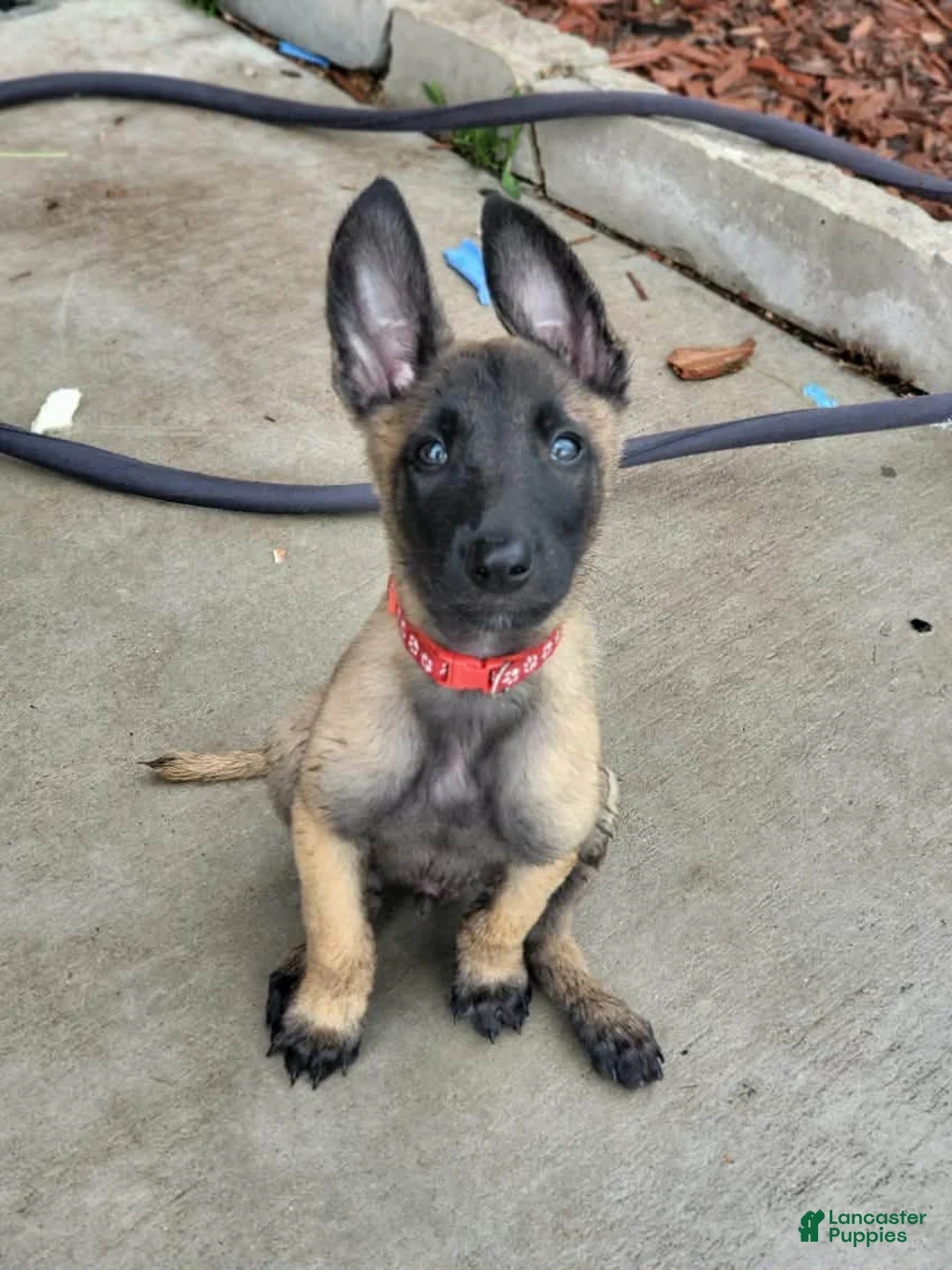 Belgian Malinois dogs for sale: Belgian Malinois Puppy 2 - Ad 1