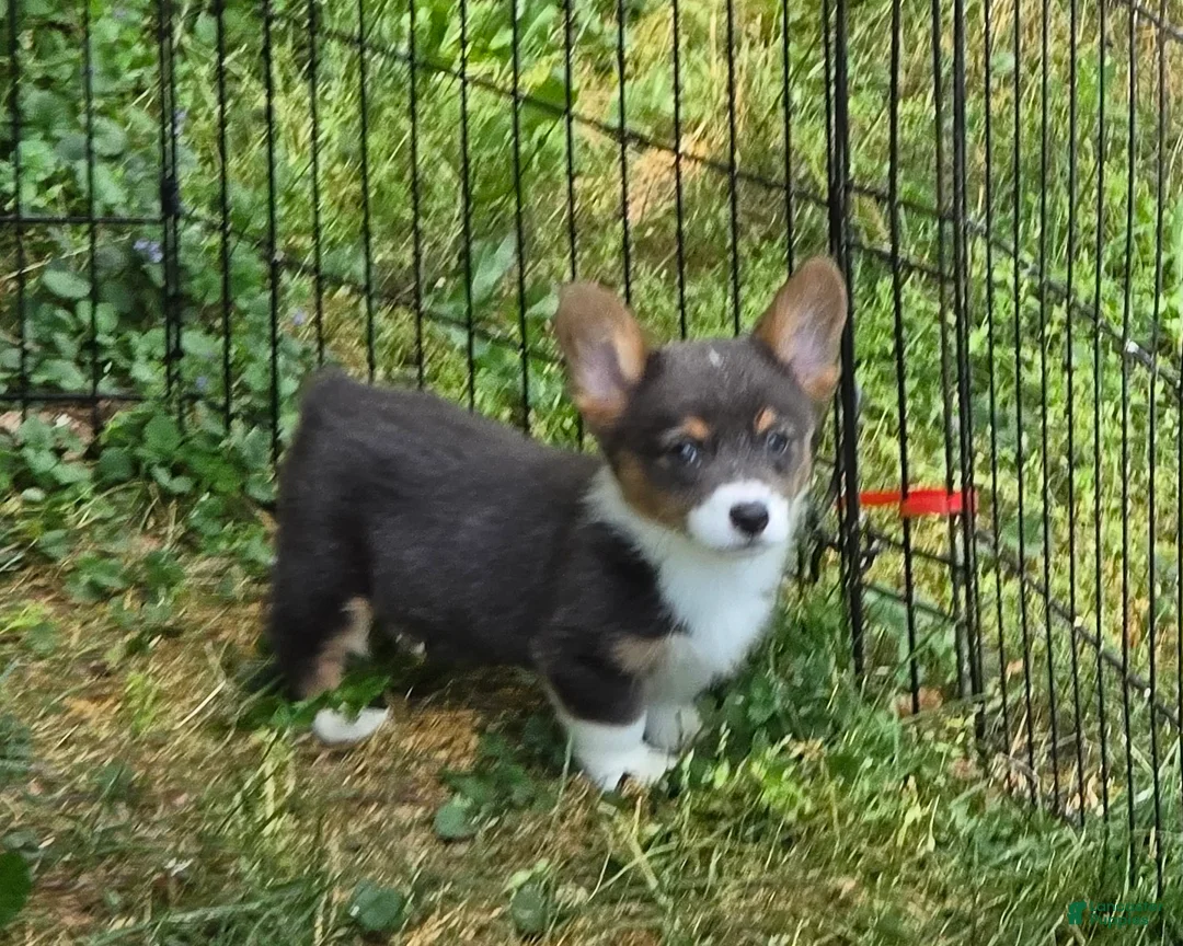 Welsh Corgi Pembroke dogs for sale: Lynx the low rider  - Ad 2