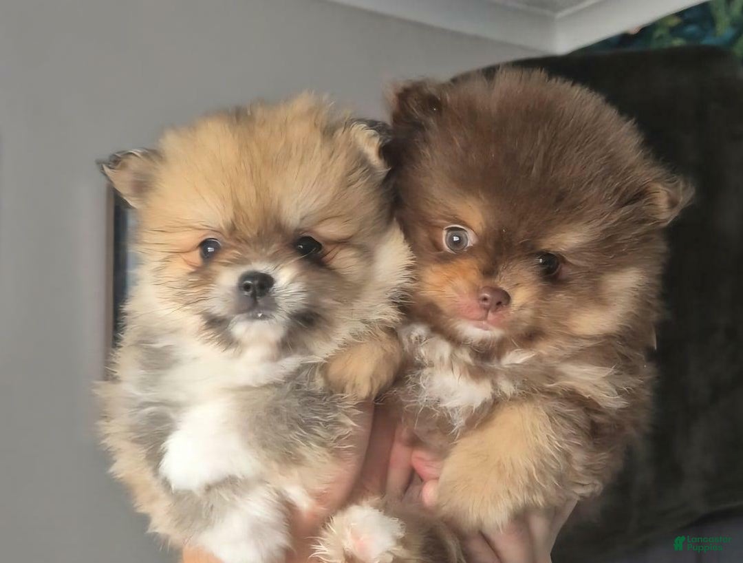 Pomeranian dogs for sale: Naya - Ad 17