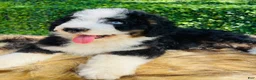 Bernedoodle dogs for sale: Bernedoodle “Ozzy” blue eye - Ad 5