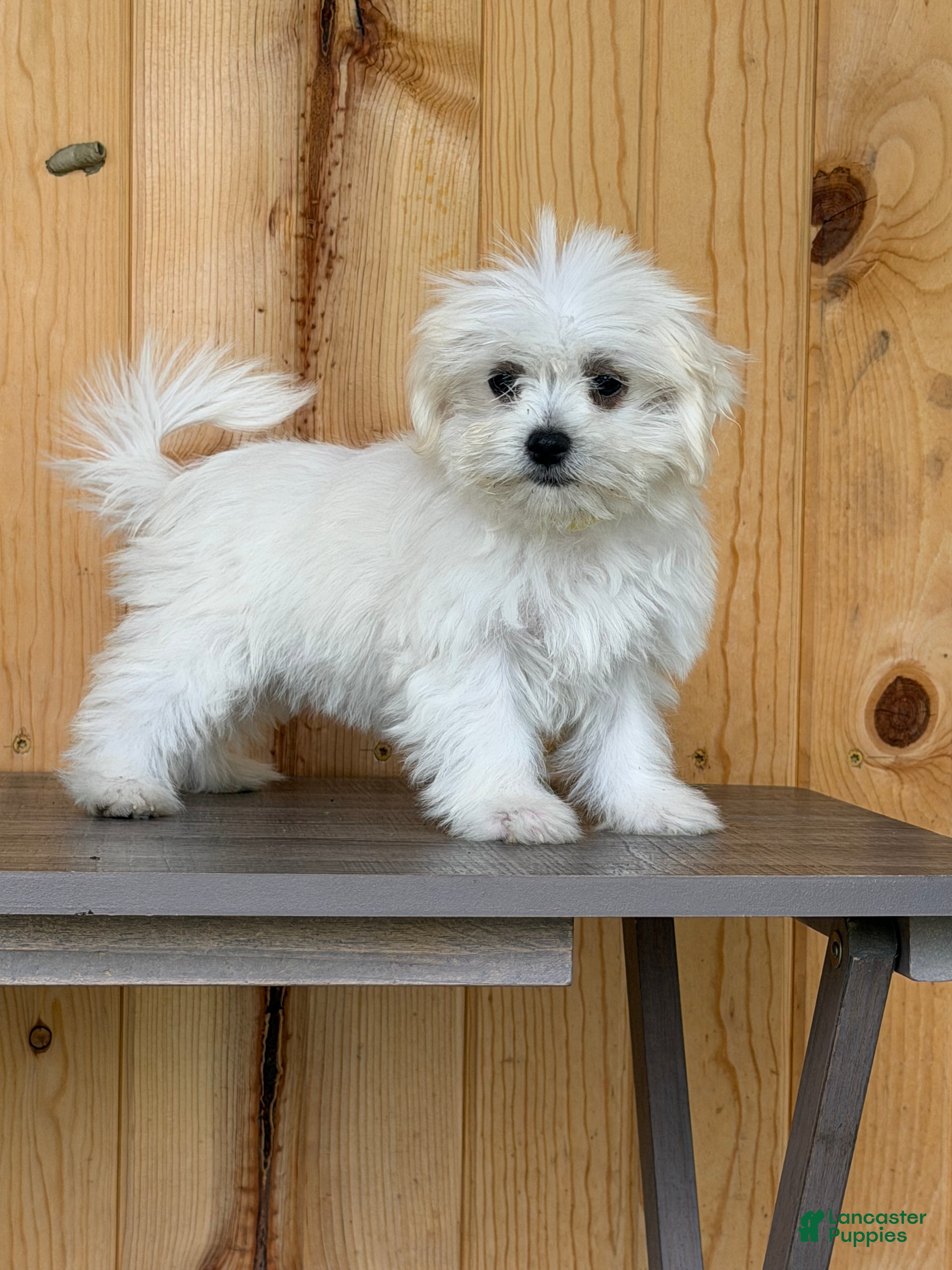 Maltese dogs Twirl - Ad 2