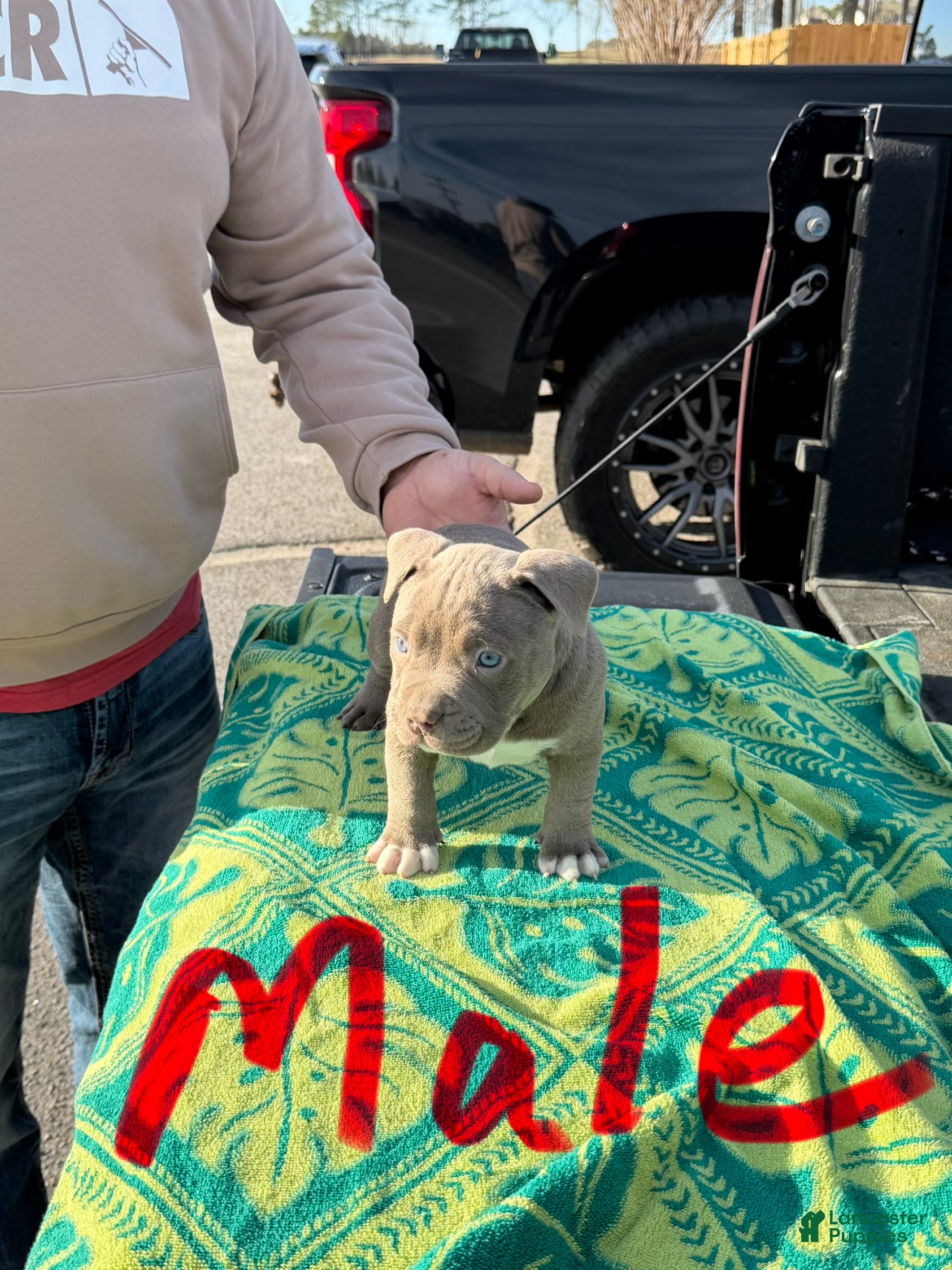 American Bully dogs American Bully Puppy 1 - Ad 4