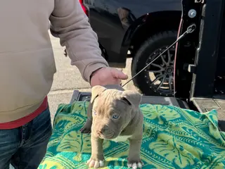 American Bully dogs American Bully Puppy 1 - Ad 4